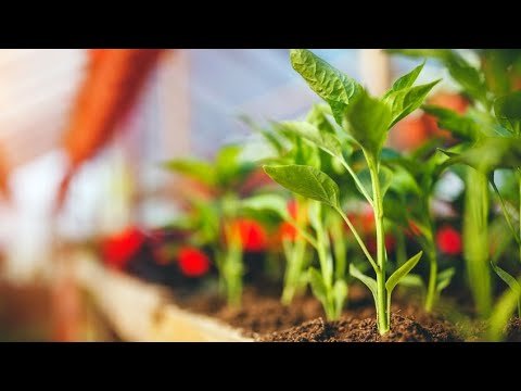 Construye un invernadero personalizado en tu jardín: Cultiva tus propias plantas y vegetales durante todo el año