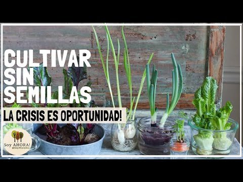 Huerto en casa para niños: Cómo cultivar tus propias hierbas aromáticas en macetas recicladas