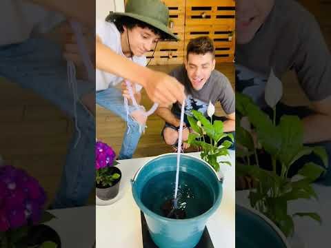 Crea un sistema de riego por goteo para tus macetas y jardineras: Riego eficiente y sin desperdicio de agua