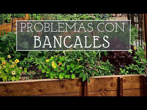 Construye un huerto elevado con bloques de cemento: Cultiva tus propias verduras y hierbas frescas